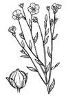 Coloring pages flax