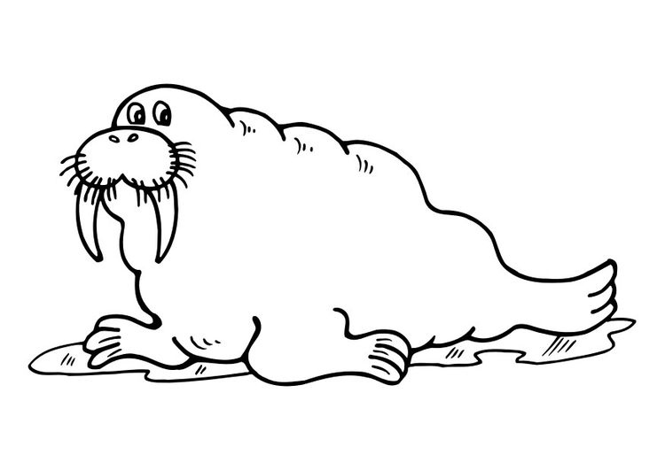 Coloring page walrus