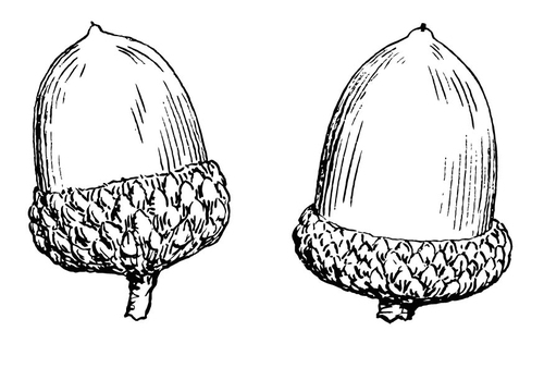 Acorn