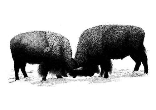 American buffalo