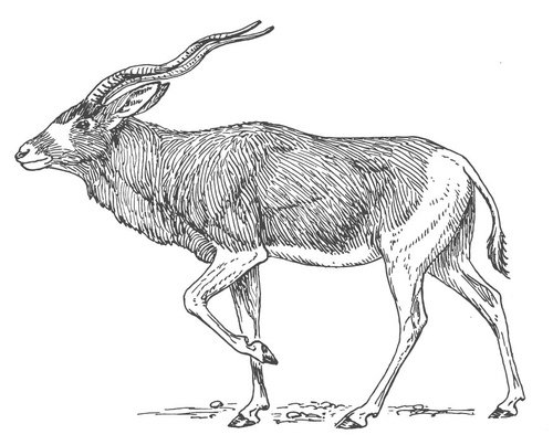 Antelope