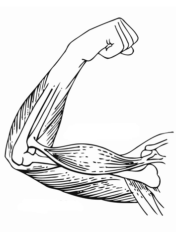 muscles of arm. Coloring page arm muscles