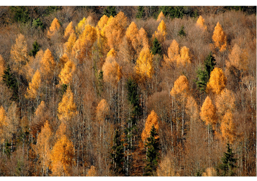 Photo Autumn in the woods