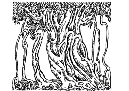 banyan tree