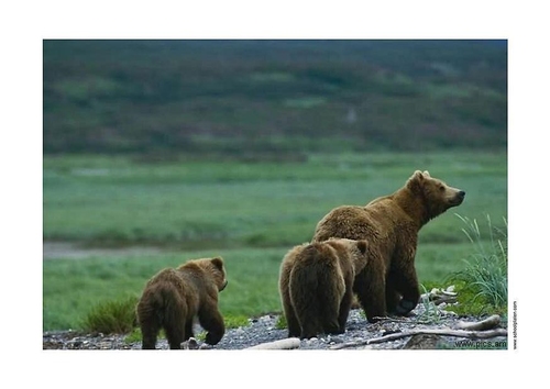 bear