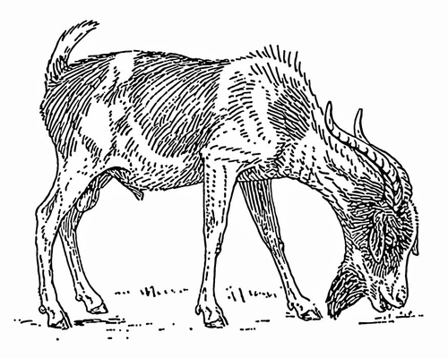 bearded goat