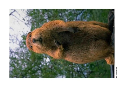 beaver 2