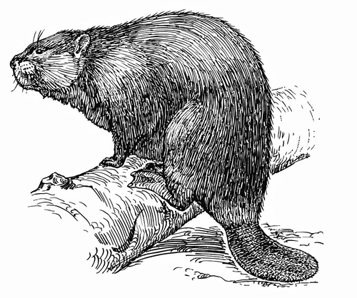 Coloring page beaver