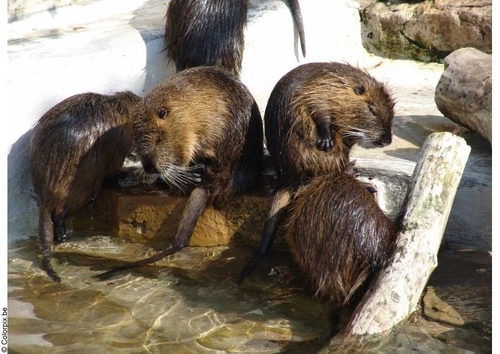 beavers