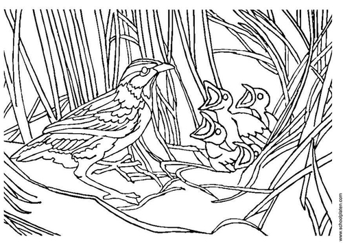 bird with nest