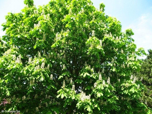 blossoming horse chesnut 3
