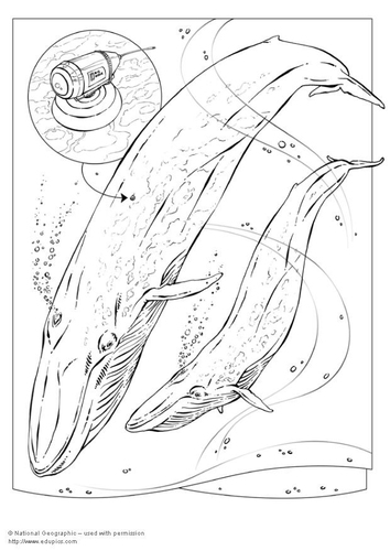 blue whale drawing. Coloring page lue whale