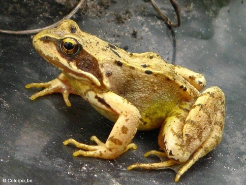 brown frog 4