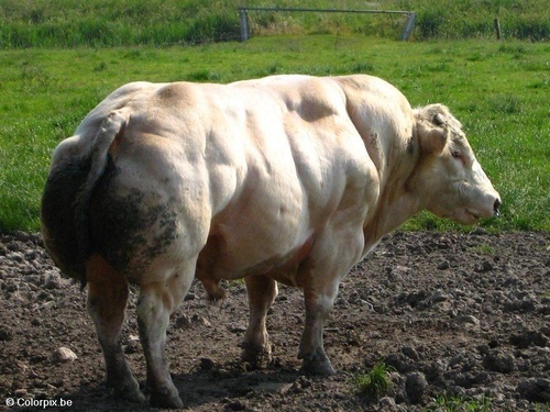 bull