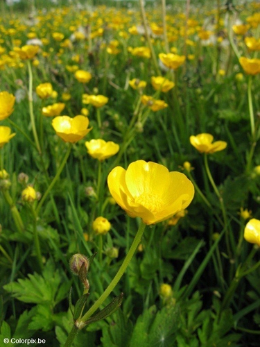 buttercup 5