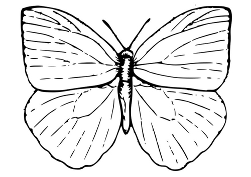 Coloring page Butterfly