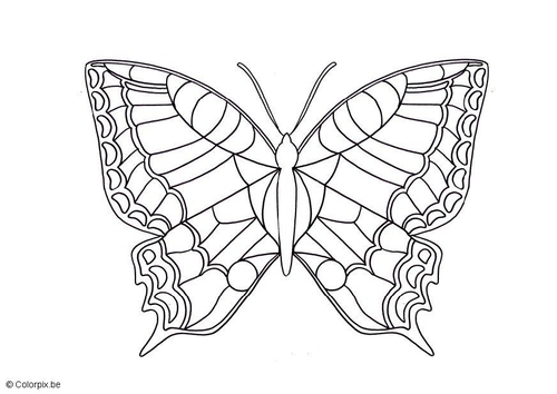 butterfly