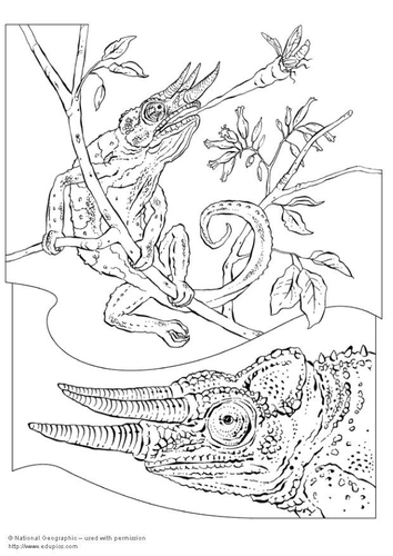 chameleon