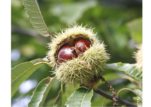chestnut