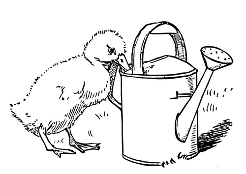 Coloring page chick