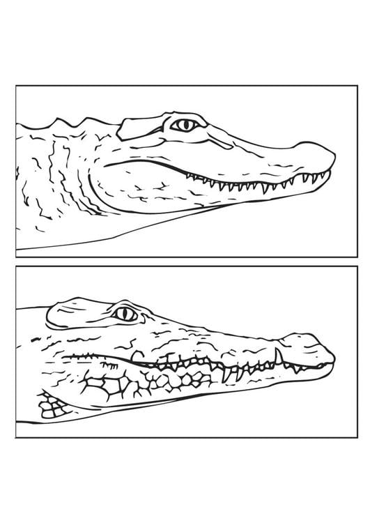 alligator and crocodile