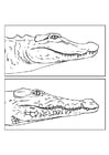 Coloring pages alligator and crocodile