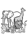 Coloring pages animals in the wild