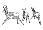 Coloring pages antelope
