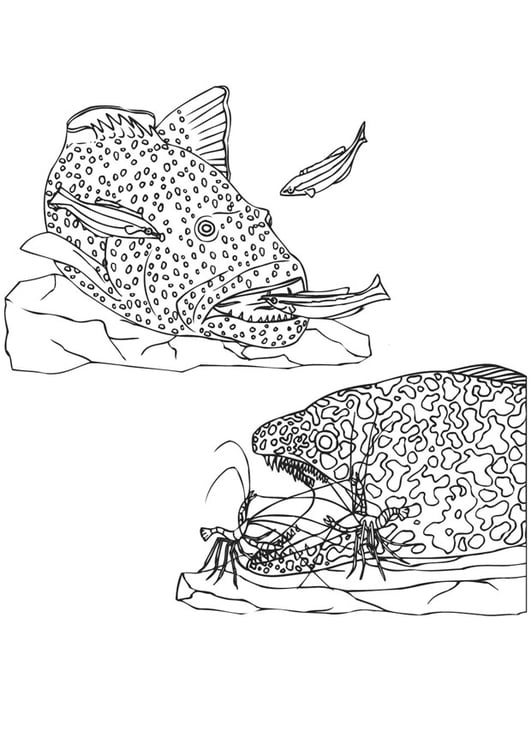 Coloring page aquatic food chain
