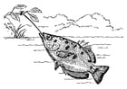 Coloring pages archerfish