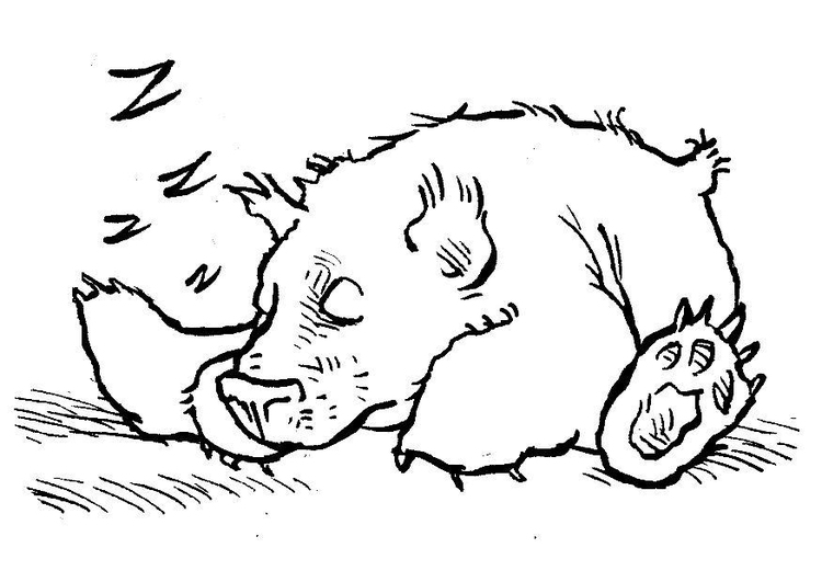 Coloring page  sleeping bear