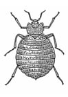 Coloring pages Bedbug