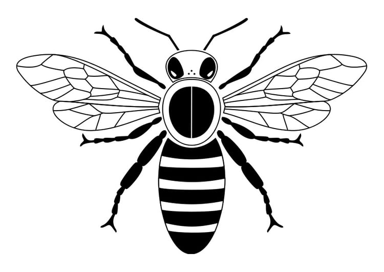 Coloring page bee