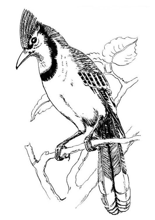 Coloring page bird - Blue Jay