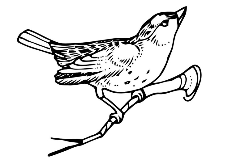 Coloring page bird on branch