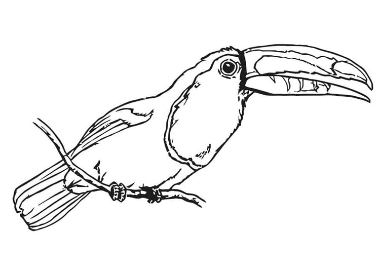 Coloring page bird - toucan