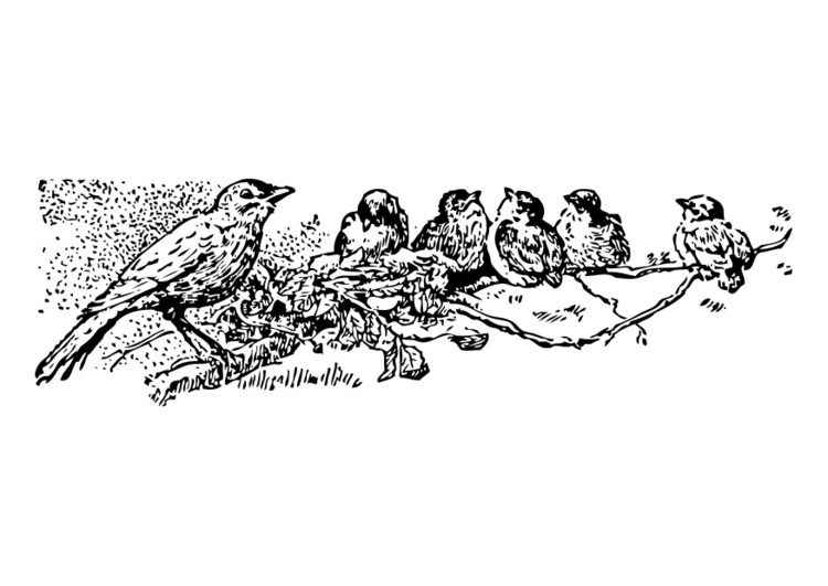 Coloring page birds - mother with young