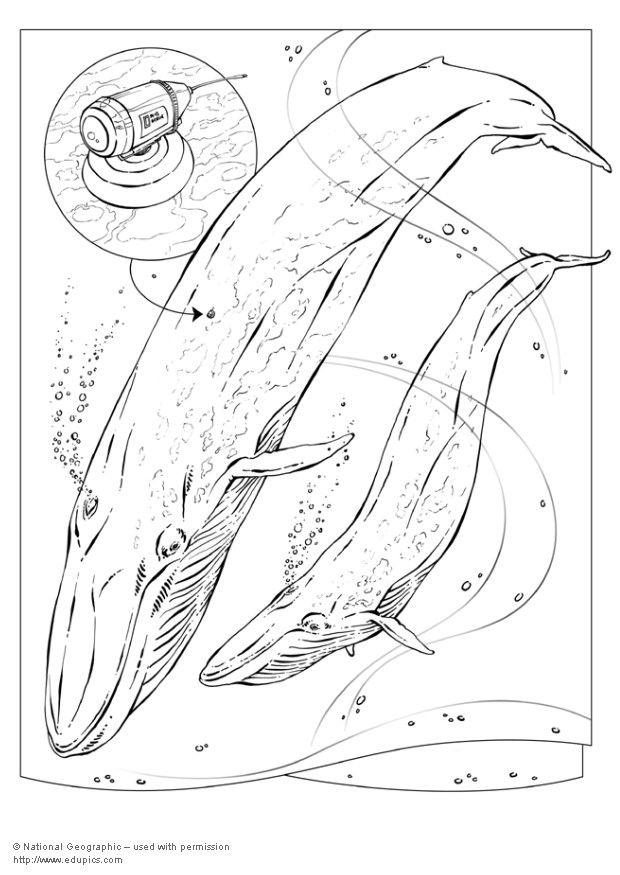 Whales coloring pages search results from Google