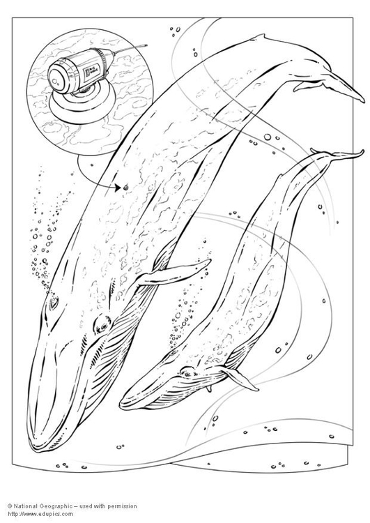 Coloring page blue whale