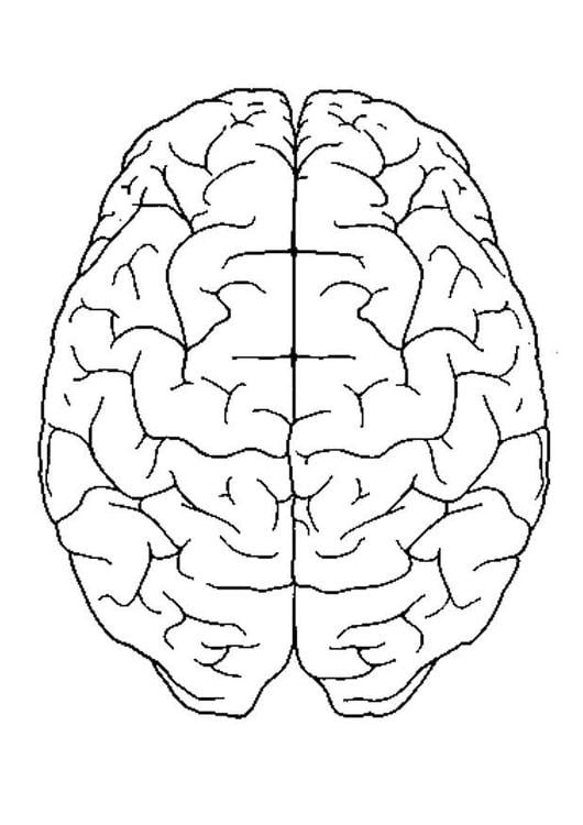brain, top view
