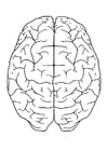 Coloring pages brain, top view