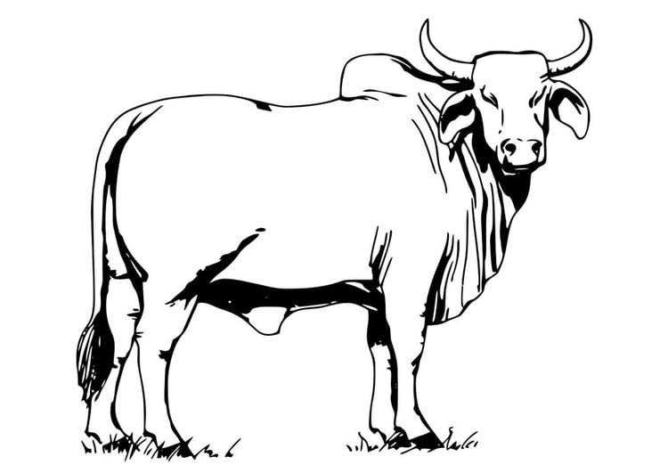 Coloring page bull - Brahman