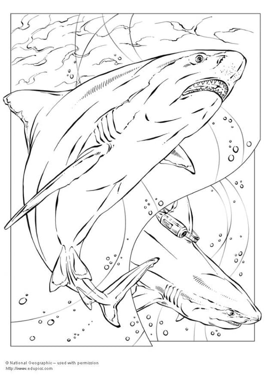 Coloring page bull shark