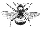 Coloring pages Bumble-Bee