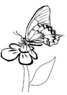 Coloring pages butterfly on flower