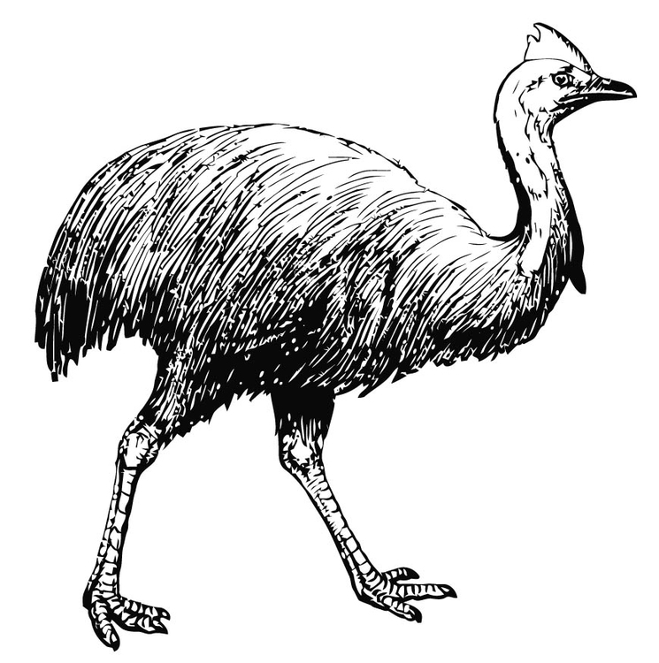 Coloring page cassowary