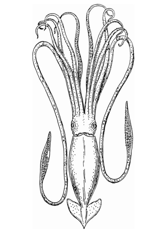 Coloring page cephalopod