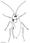 Coloring pages cockroach