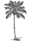 Coloring pages coconut tree