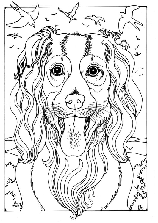 Coloring page collie